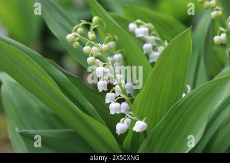 Gros plan du lis en fleurs de la vallée avec une mise au point sélective Banque D'Images