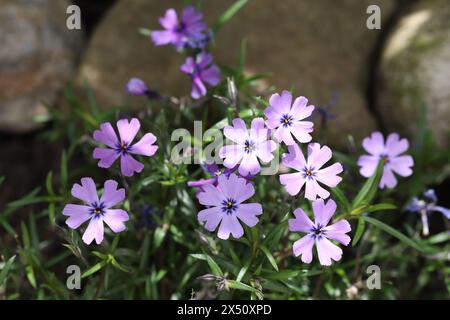 Gros plan de délicates fleurs violettes de Phlox subulata entre ombre et lumière Banque D'Images