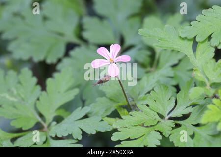 Gros plan d'une jolie fleur de Geranium Robertianum au-dessus de son feuillage vert Banque D'Images