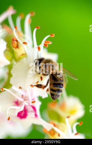 abeille de miel recueille le nectar de pollen sur une fleur de châtaignier rose blanc, feuilles vertes, photo macro, abeille en gros plan Banque D'Images