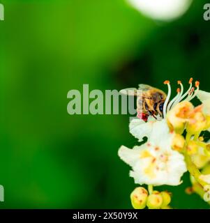 abeille de miel recueille le nectar de pollen sur une fleur de châtaignier rose blanc, feuilles vertes, photo macro, abeille en gros plan Banque D'Images