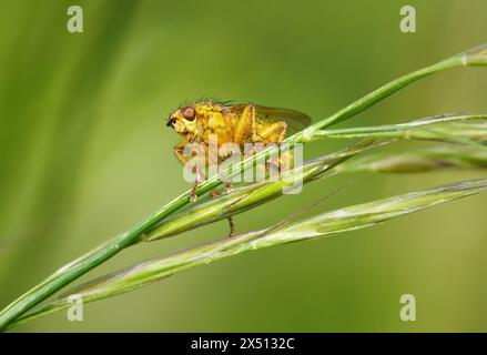 Mouche jaune (Scathophaga stercoraria) assise sur une tige de plante Banque D'Images