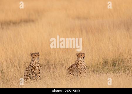 Guépard, Acinonyx jubatus, Felidae, Buffalo Spring Reserve, Samburu National Reserve, Kenya, Afrique Banque D'Images