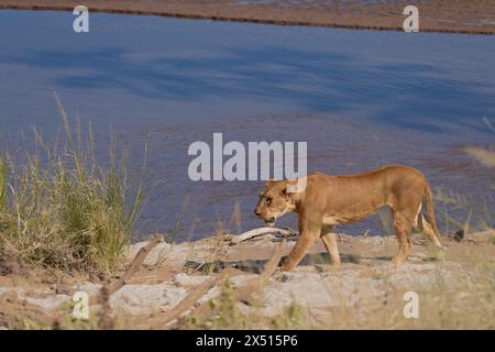 Femelle Lion, Panthera leo, Felidae, Buffalo Spring Reserve, Samburu National Reserve, Kenya, Afrique Banque D'Images