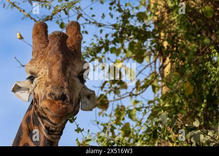 giraffa de Rothschild, Giraffa camelopardalis rothschildi, Giraffidae, Parc national du lac Nakuru, Kenya, Afrique Banque D'Images