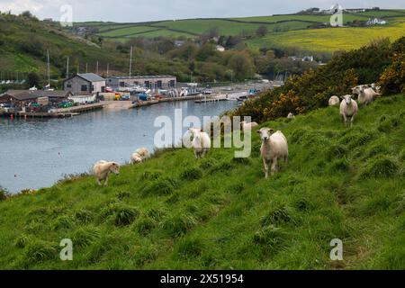 Moutons, regardant la caméra, dans un pâturage sur le côté de Snapes point, avec des champs patchwork et Batson Creek en arrière-plan un jour de printemps. Banque D'Images