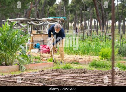 Homme âgé travaillant dans un jardin communautaire Banque D'Images