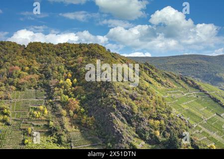 Route du vin rouge près de Bad Neuenahr-Ahrweiler à Ahrtal, Rhénanie-Palatinat, Allemagne Banque D'Images