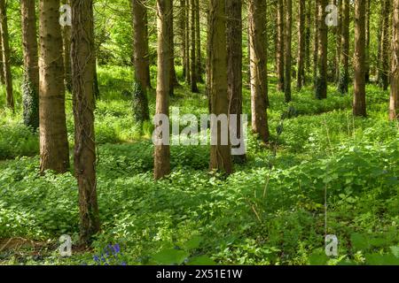 Ortie commune (Urtica dioica) couvrant le sol d'une petite plantation de conifères au printemps, North Somerset, Angleterre. Banque D'Images