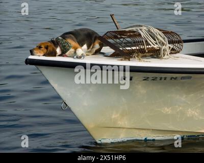 Un chien repose sur la proue du bateau de Quahoger (pêcheur de coquillages) dans la baie de Narragansett au large du Rhode Island Banque D'Images