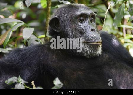 Portrait d'un chimpanzé pensif dans le parc national de Kibale, Ouganda, reflétant sa nature introspective et sa profonde contemplation au milieu d'une végétation luxuriante. Banque D'Images