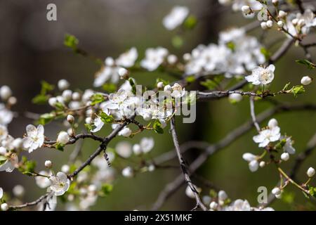 Bourgeons et fleurs d'un pommier en fleurs Banque D'Images
