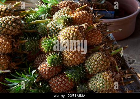 Ananas mûr à vendre au marché étal Banque D'Images