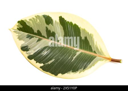 Feuille de Ficus elastica isolée sur fond blanc Banque D'Images