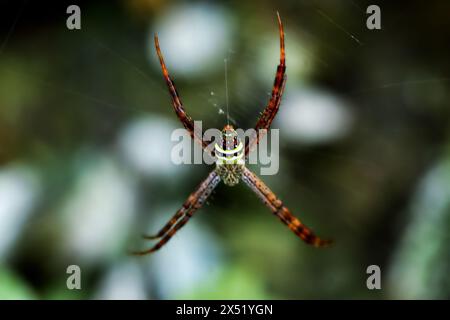 Vue détaillée d'une araignée Argiope aetheroides dans sa toile. Montrant des structures de réseau complexes et des couleurs naturelles, Wulai, New Taipei City. Banque D'Images