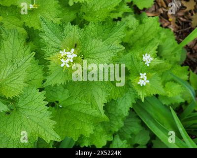 Moutarde à l'ail (Alliaria petiolata) plante envahissante aux États-Unis. Introduit par les Européens colonisateurs Banque D'Images