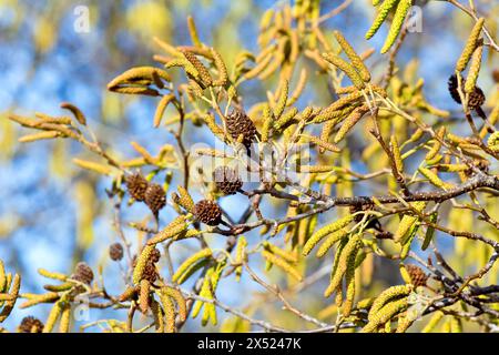 Aulne (alnus glutinosa), gros plan des chatons mâles ou des fleurs suspendues aux branches de l'arbre au printemps. Banque D'Images