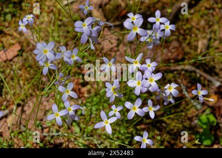 En regardant du haut vers le bas vers le sol à la lumière violet minuscule quatre fleurs lobées sur des tiges poussant en grappes appelées bluets ou quaker Ladies dans le Banque D'Images