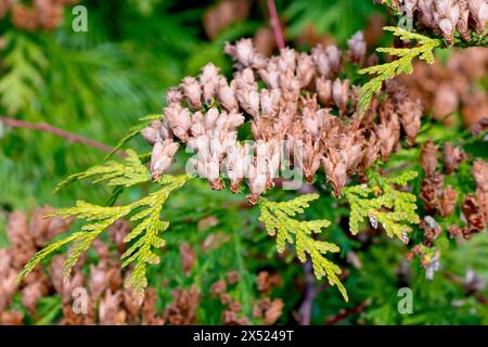 Arbuste cyprès, peut-être cèdre blanc de l'est ou arborvitae (thuja occidentalis), gros plan montrant les vieux cônes séchés de la saison précédente. Banque D'Images