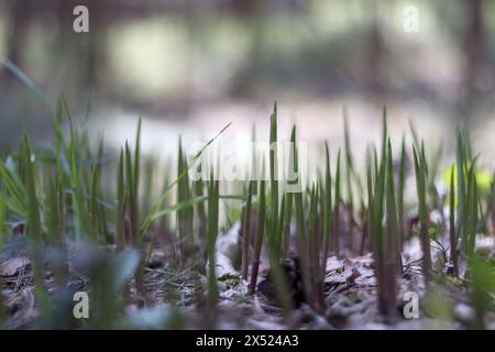 jeune petite herbe dans la forêt parmi les feuilles brunes Banque D'Images