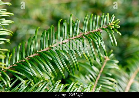 Épinette de pruche de l'Ouest (tsuga heterophylla), gros plan montrant les aiguilles vertes de l'arbre introduit couramment planté dans les forêts écossaises. Banque D'Images