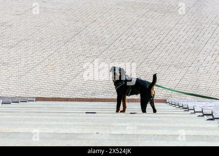 un chien noir se tient sur les marches de la scène Banque D'Images