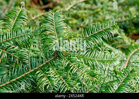 Épinette de pruche de l'Ouest (tsuga heterophylla), gros plan montrant les aiguilles vertes de l'arbre introduit couramment planté dans les forêts écossaises. Banque D'Images