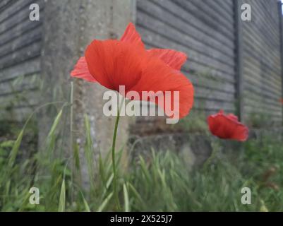 Coquelicot dans l'herbe à côté d'un mur de béton vu de près Banque D'Images