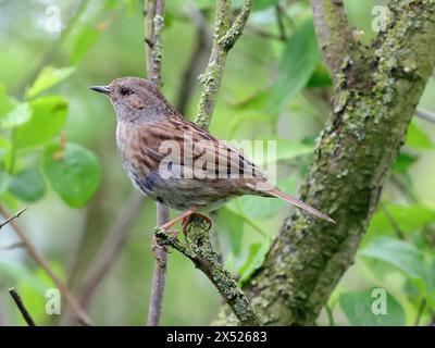 Dunnock (Prunella Modularis), également connu sous le nom de Moineau à haies. Banque D'Images