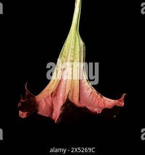 Grandes fleurs lourdes de Brugmansia, trompette Angel Banque D'Images