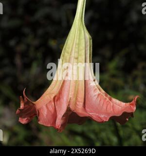 Grandes fleurs lourdes de Brugmansia, trompette Angel Banque D'Images