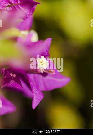 Flore de Gran Canaria - Bougainvillea glabra, introduit plante ornementale, fond naturel macro floral Banque D'Images