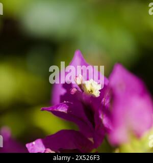 Flore de Gran Canaria - Bougainvillea glabra, introduit plante ornementale, fond naturel macro floral Banque D'Images