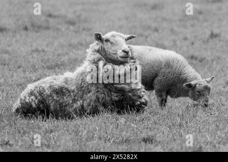 moutons en westphalie Banque D'Images