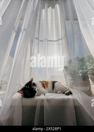 Un chat calico repose sur un rebord de fenêtre avec des rideaux transparents. Banque D'Images