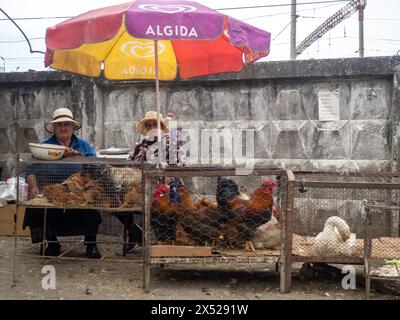 Batumi, Géorgie. 05.01.2024 Coq et poulet dans une cage. Marché fermier. Pour la reproduction et l'alimentation. Oiseaux à vendre. Affaires en Asie Banque D'Images