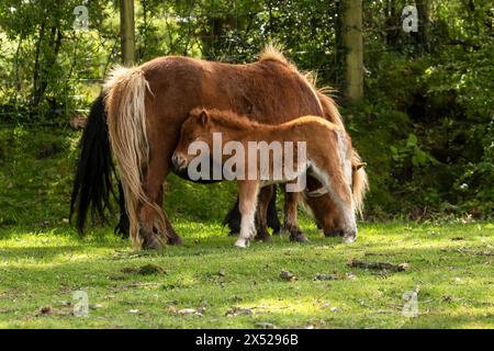 Shetland poney poulains (et maman), presque nouveau-né, sur la New Forest, près de Pitmore Lane, Sway. Cette série capture le charme de ces animaux nouveau-nés Banque D'Images