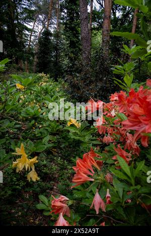 Fleurs colorées et arbustes dans un arboretum. Les pétales des fleurs sont rouges et jaunes. Pins à l'arrière Banque D'Images