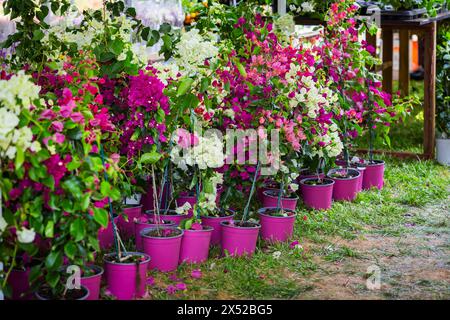 Rangée de plants de bougainvilliers de différentes couleurs dans des pots de fleurs pour la plantation dans le jardin Banque D'Images