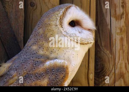 Moment envoûtant : le regard intense d'un hibou capture Banque D'Images