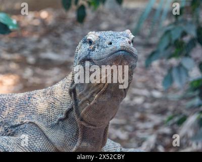 Gros plan d'un dragon de komodo (Varanus komodoensis) en captivité. Il est également connu sous le nom de moniteur Komodo, est un membre du lézard moniteur, Londres, Royaume-Uni Banque D'Images