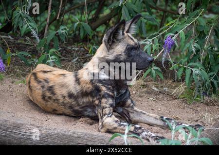 Gros plan d'un chien sauvage africain (Lycaon pictus) détenu en captivité, Londres, Royaume-Uni. Banque D'Images