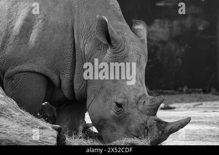 Au milieu des prairies, un rhinocéros puissant recherche diligemment la subsistance, incarnant l'essence de la survie sauvage Banque D'Images
