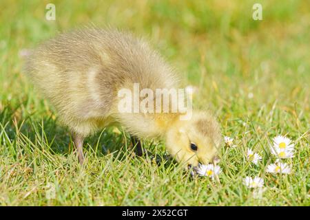 Gosling au Lakeside Country Park, Eastleigh, Hampshire Banque D'Images