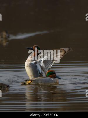 Paire de sarcelles à ailes vertes (Anas crecca), une avec des ailes déployées, Huntley Meadows, va, États-Unis Banque D'Images