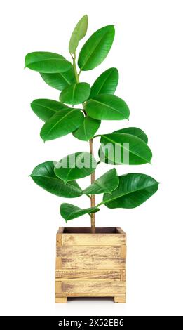 Plante de caoutchouc (Ficus elastica Robusta) dans un pot de plante en bois sur fond blanc isolé. Banque D'Images