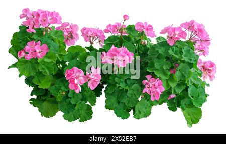 Fleur de géranium (Pelargonium x hortorum) sur fond isolé. Banque D'Images