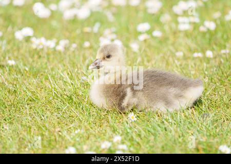 Gosling au Lakeside Country Park, Eastleigh, Hampshire Banque D'Images