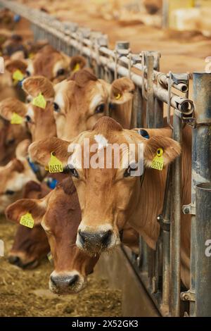 Mignonnes vaches Jersey dans une ferme au Danemark Banque D'Images