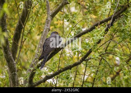 Photo à mise au point sélective. Oiseau coucou commun, Cuculus canorus sur arbre. Banque D'Images